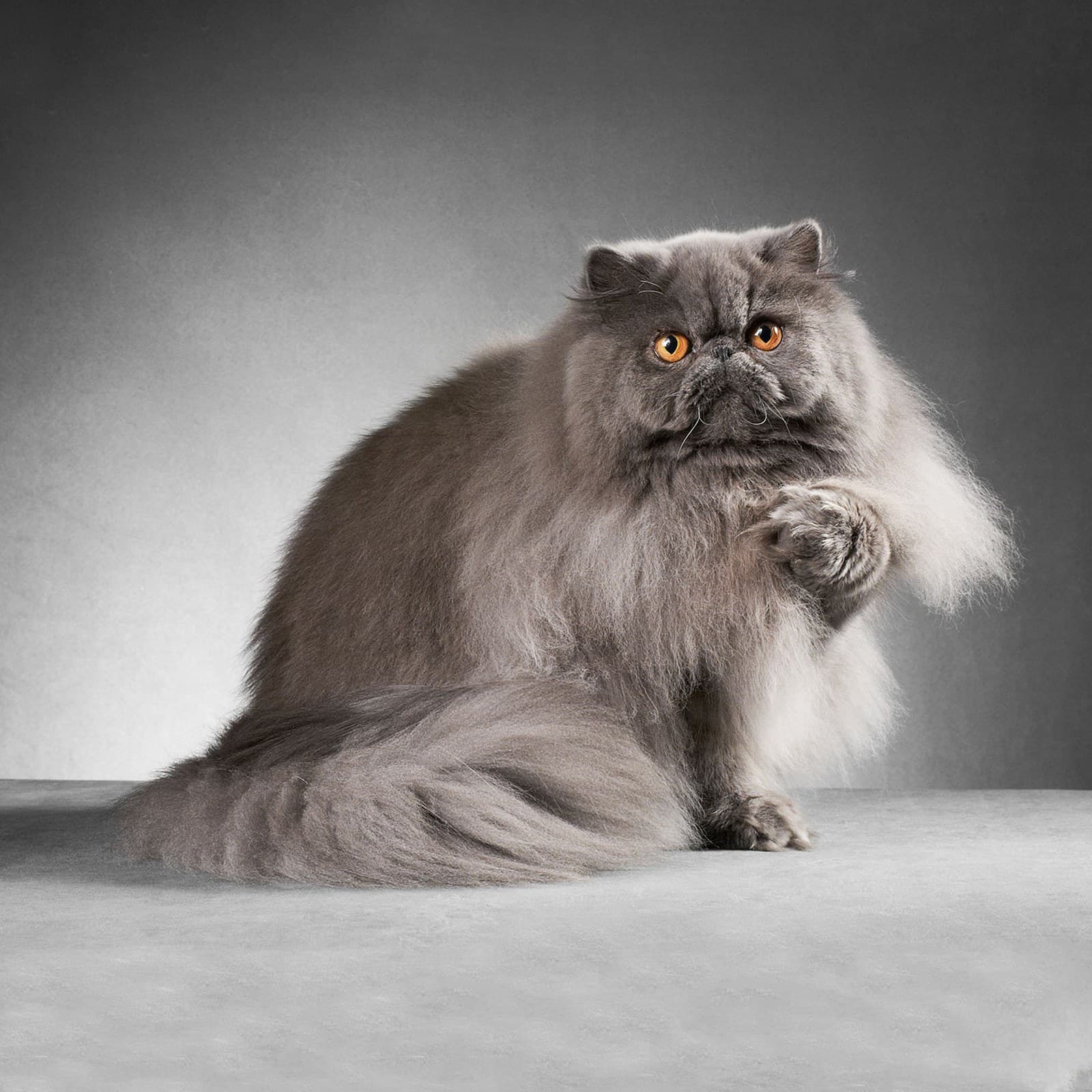 Persian