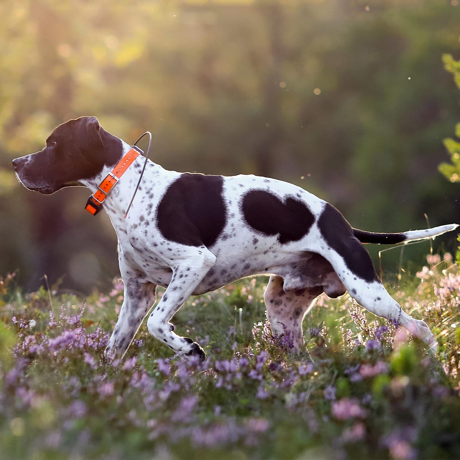 Pointer