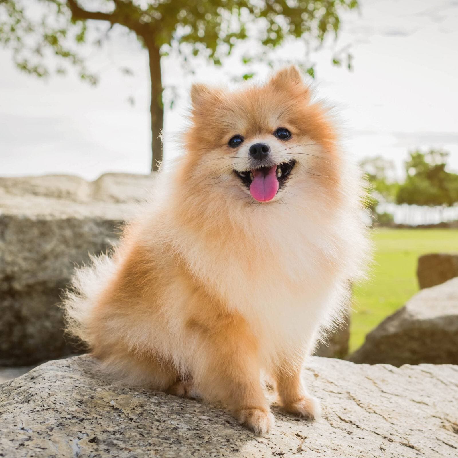 Pomeranian