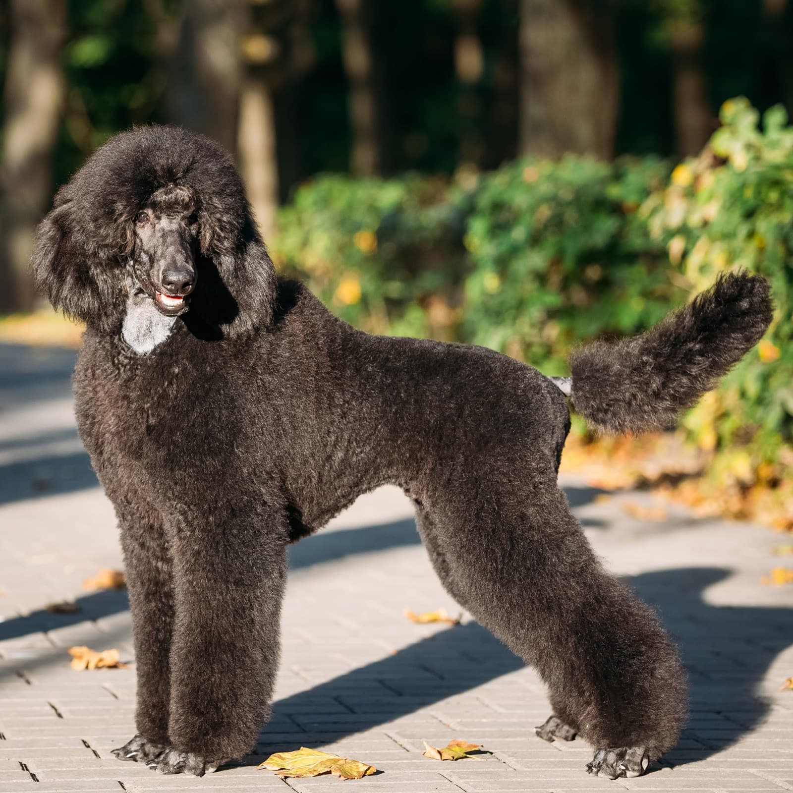 Poodle