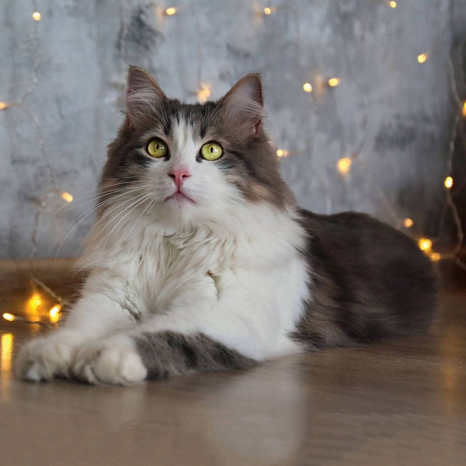 Ragamuffin