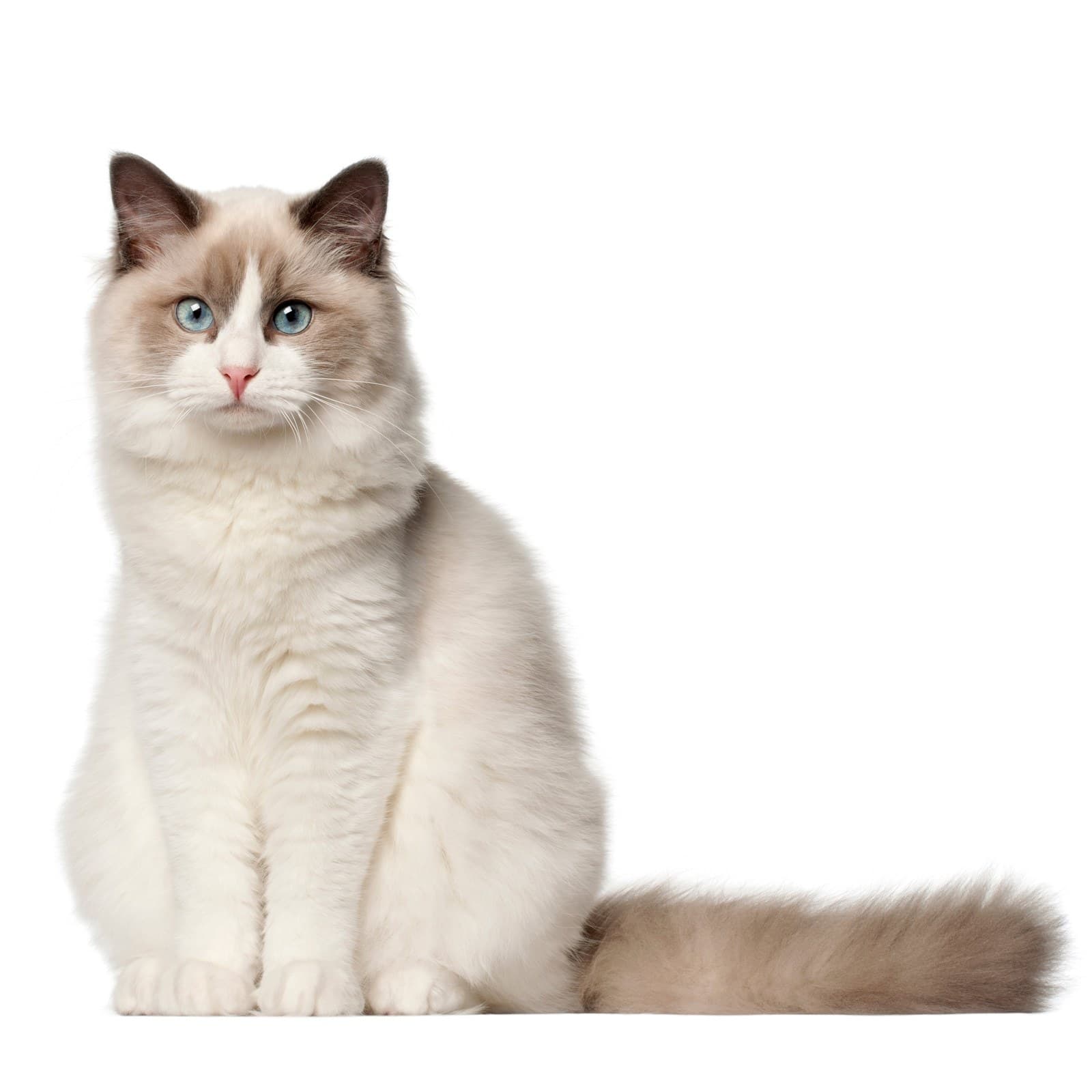 Ragdoll