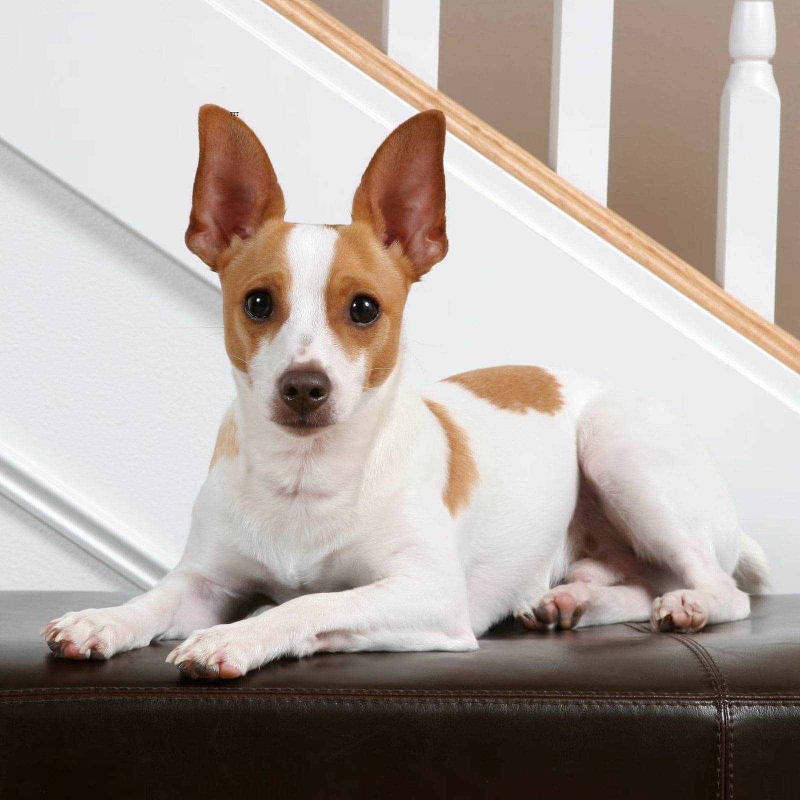 Rat Terrier