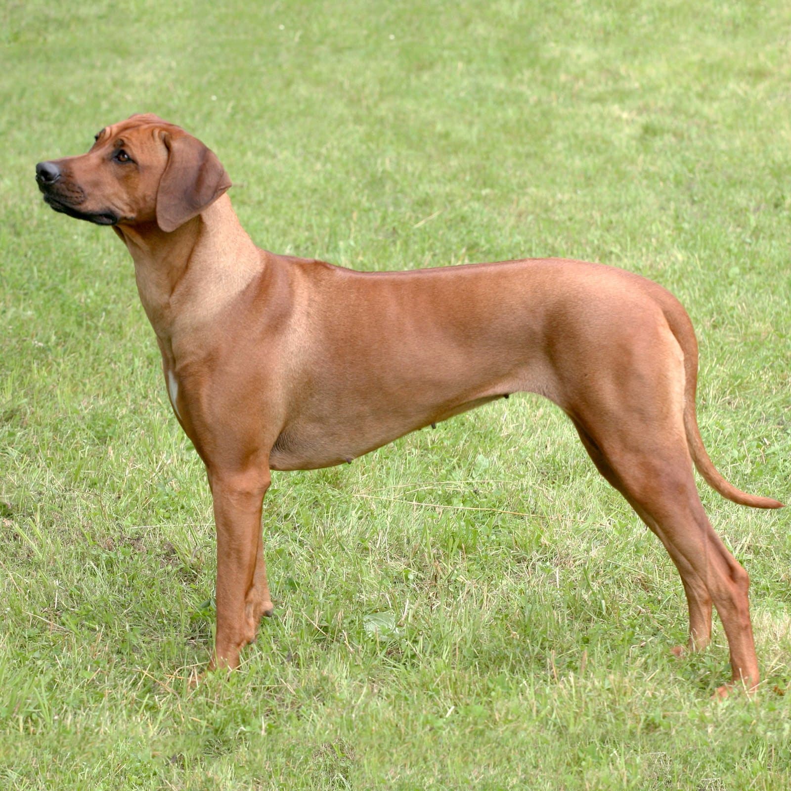 Rhodesian Ridgeback