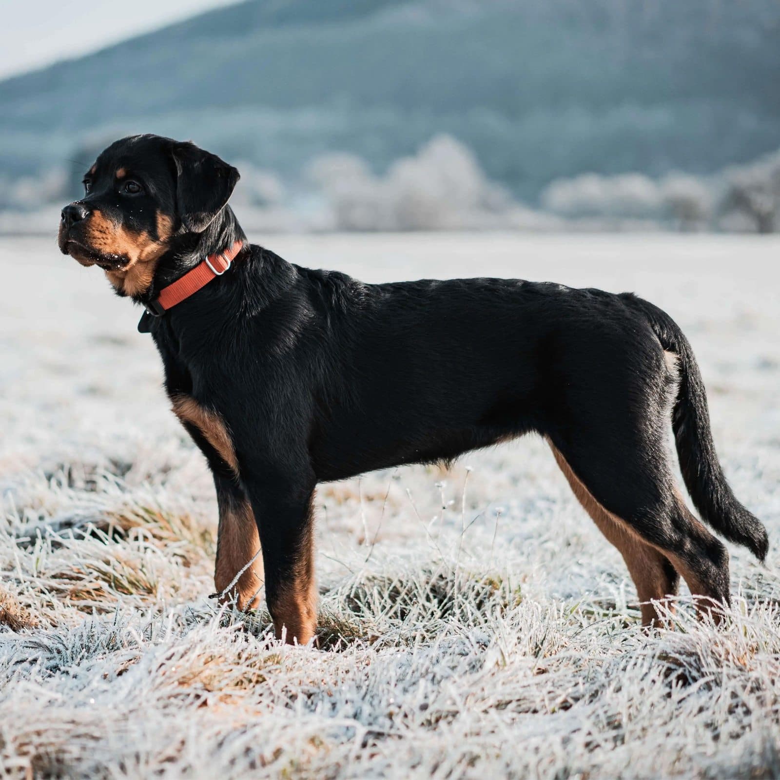 Rottweiler