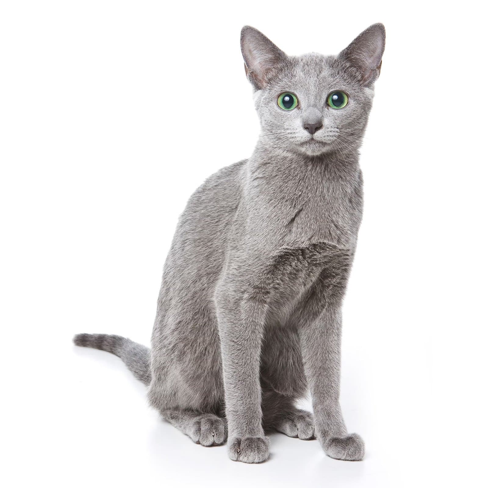 Russian Blue