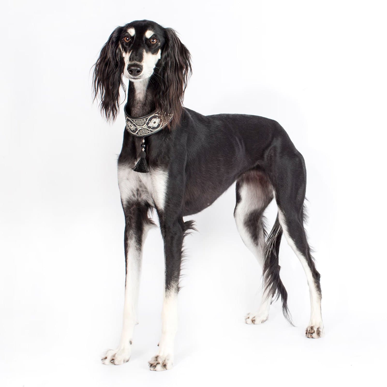 Saluki