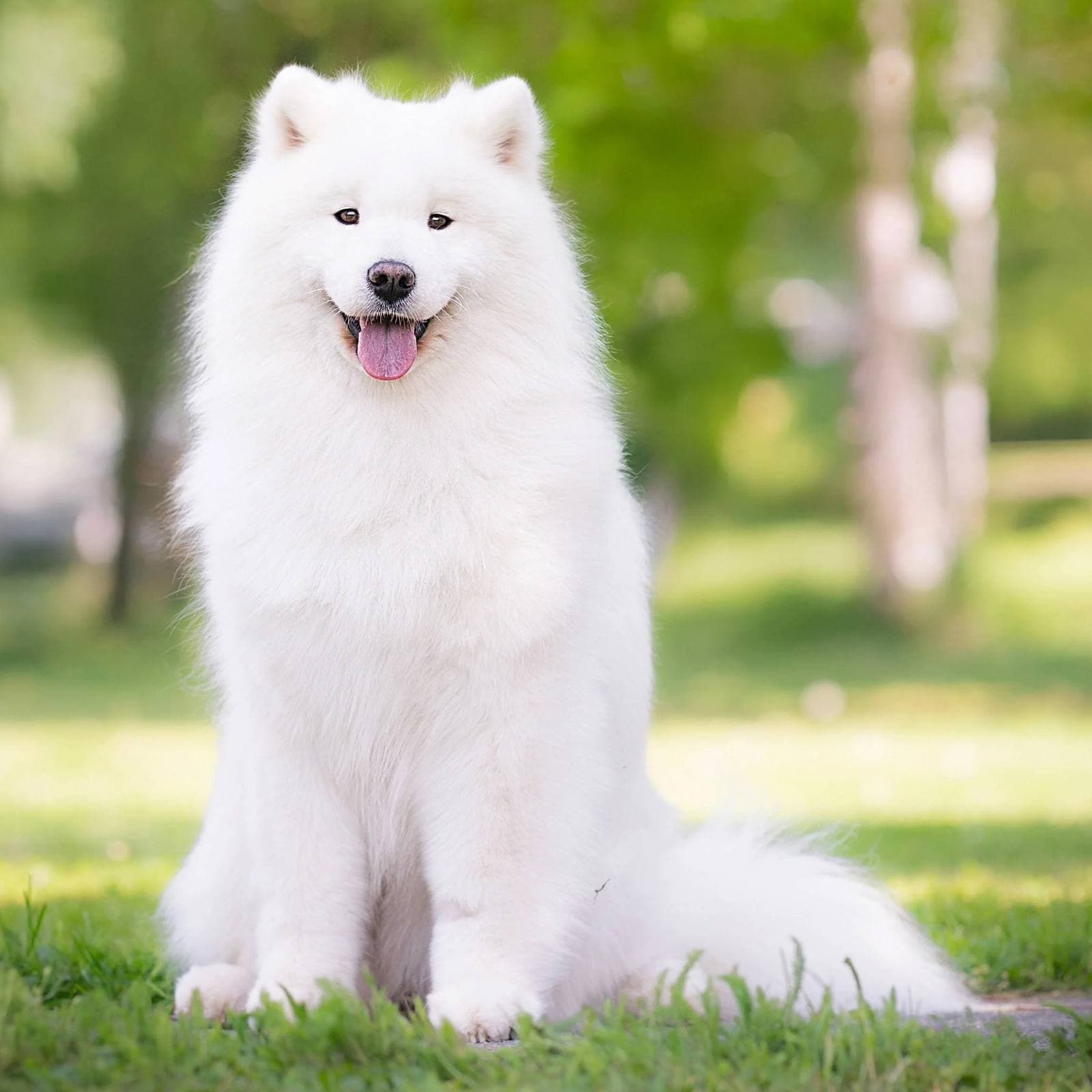Samoyed