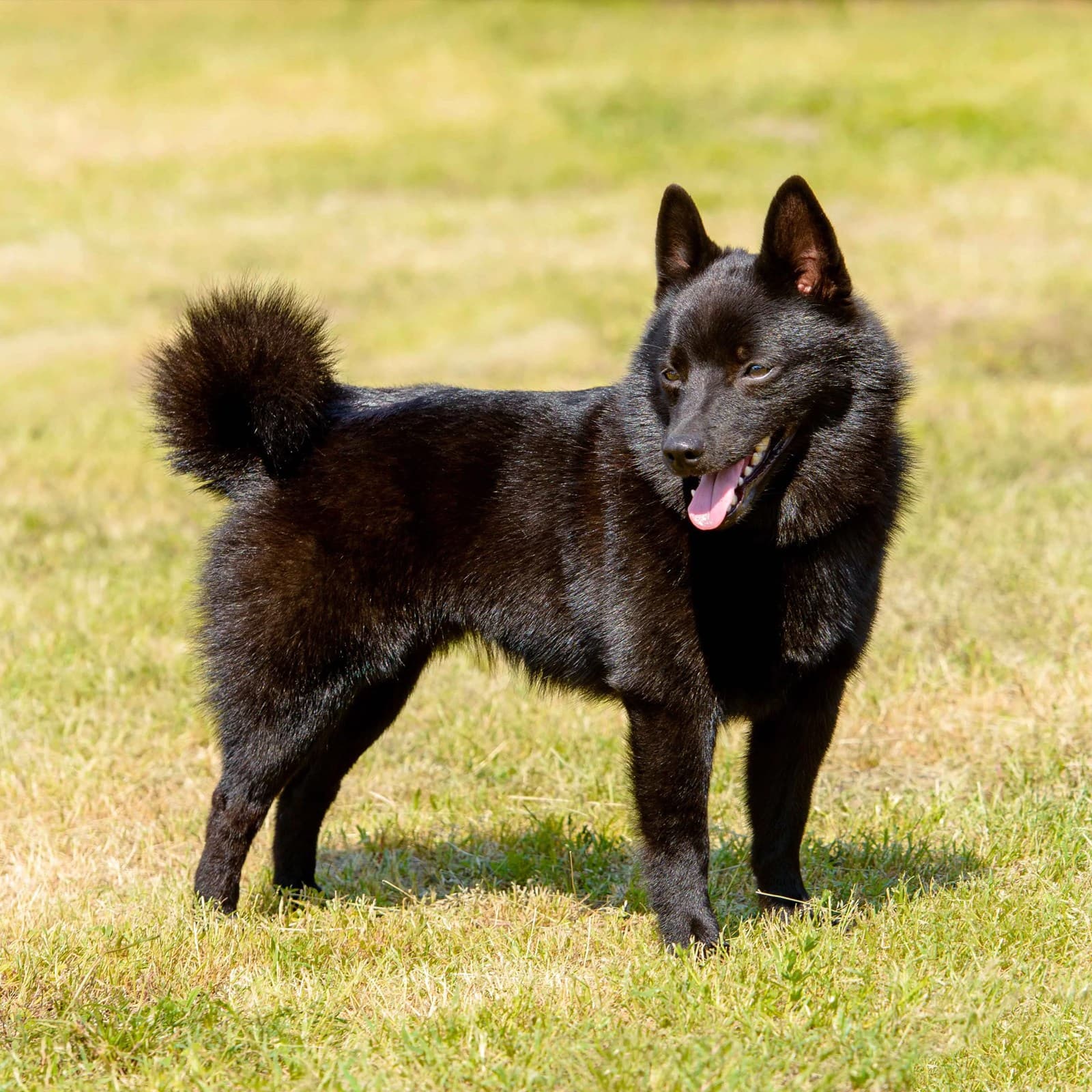 Schipperke