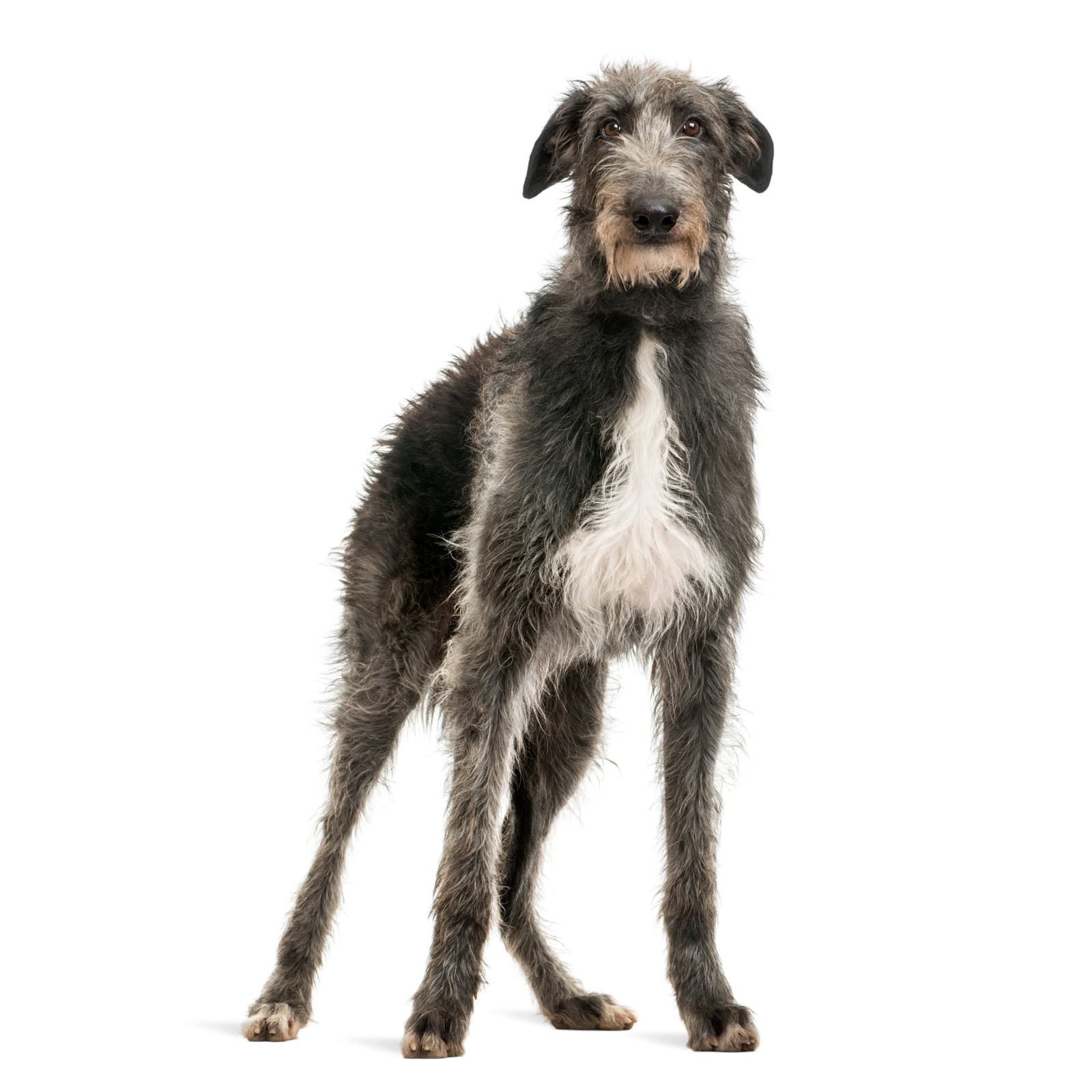 Scottish Deerhound