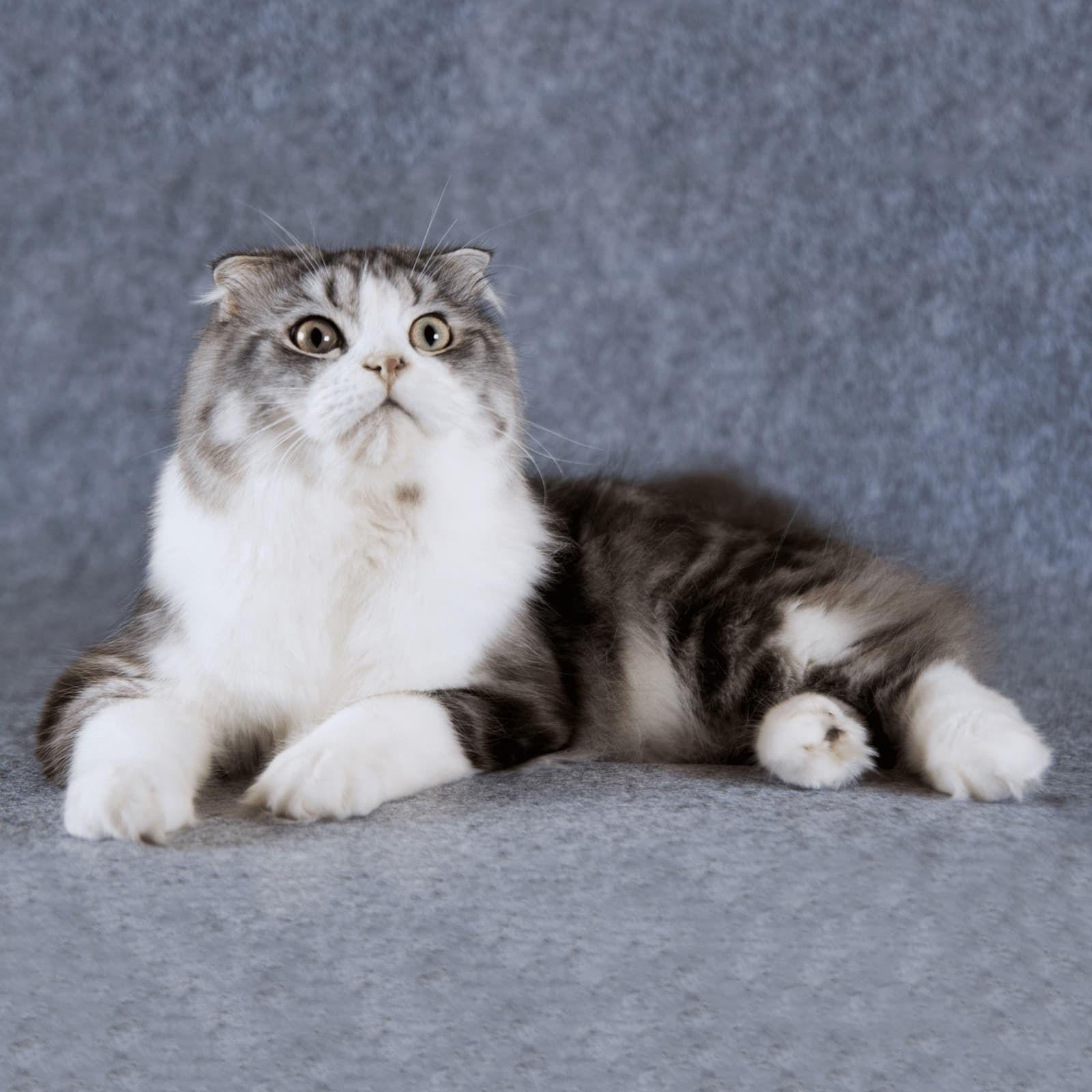 Scottish Fold