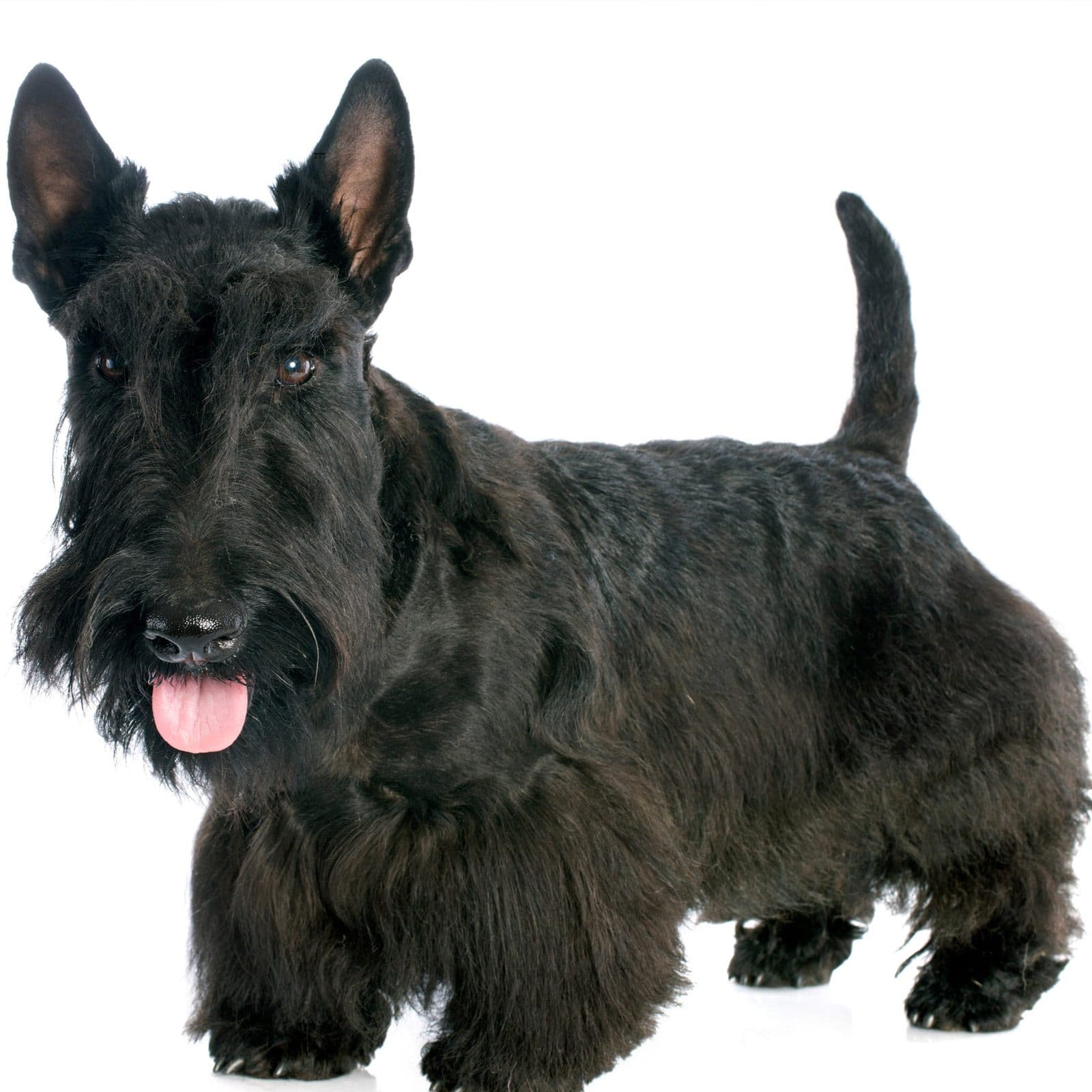 Scottish Terrier