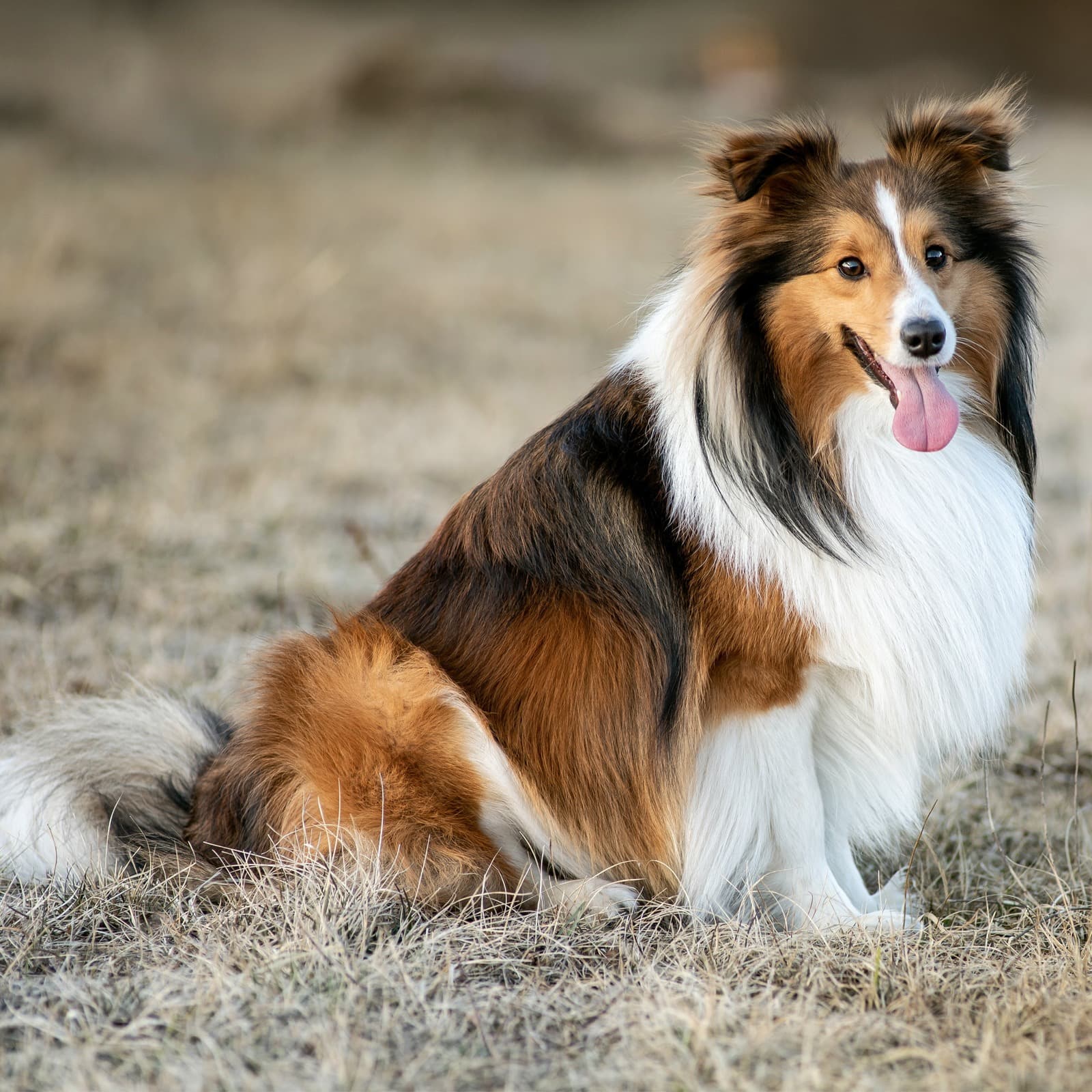 Shetland Sheepdog