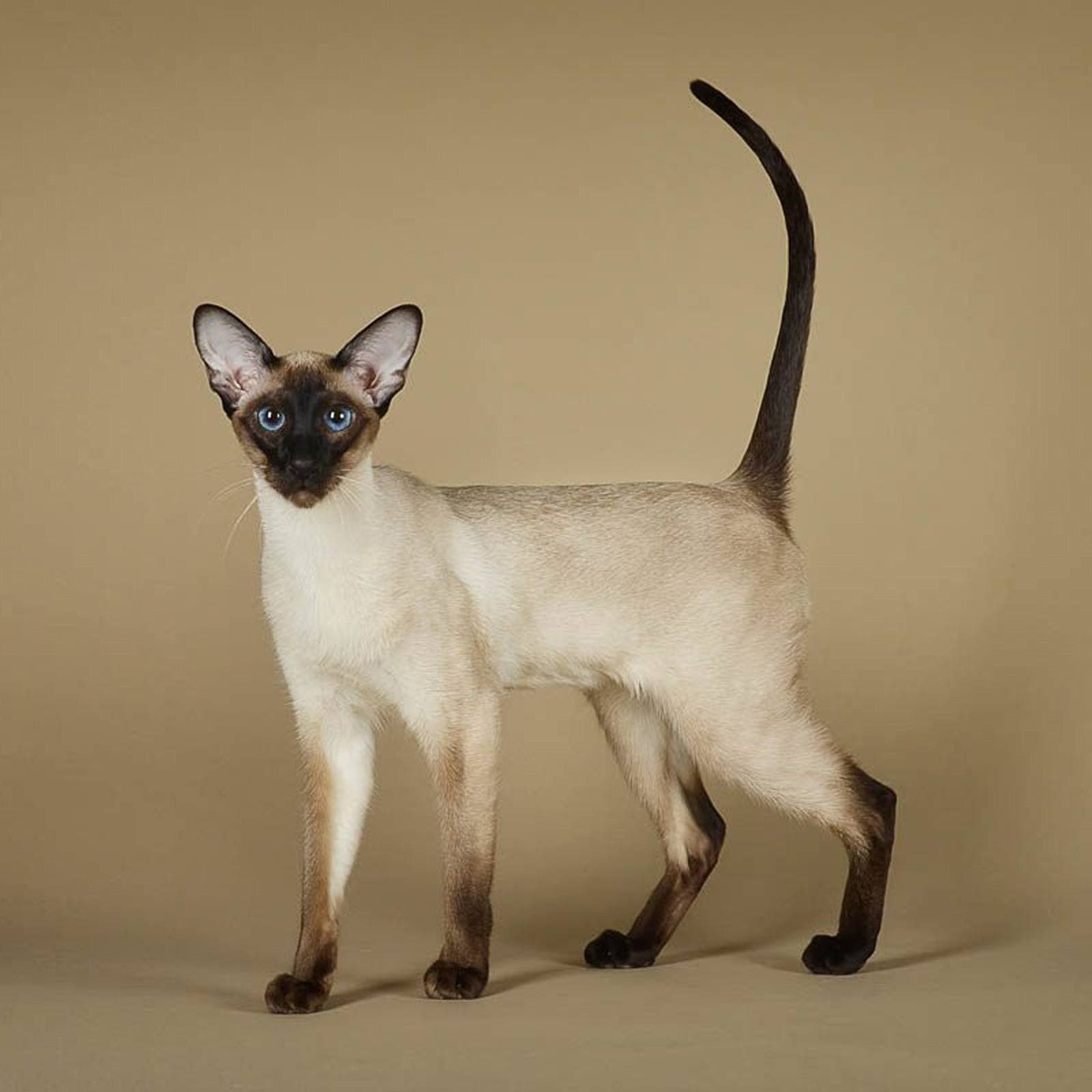 Siamese