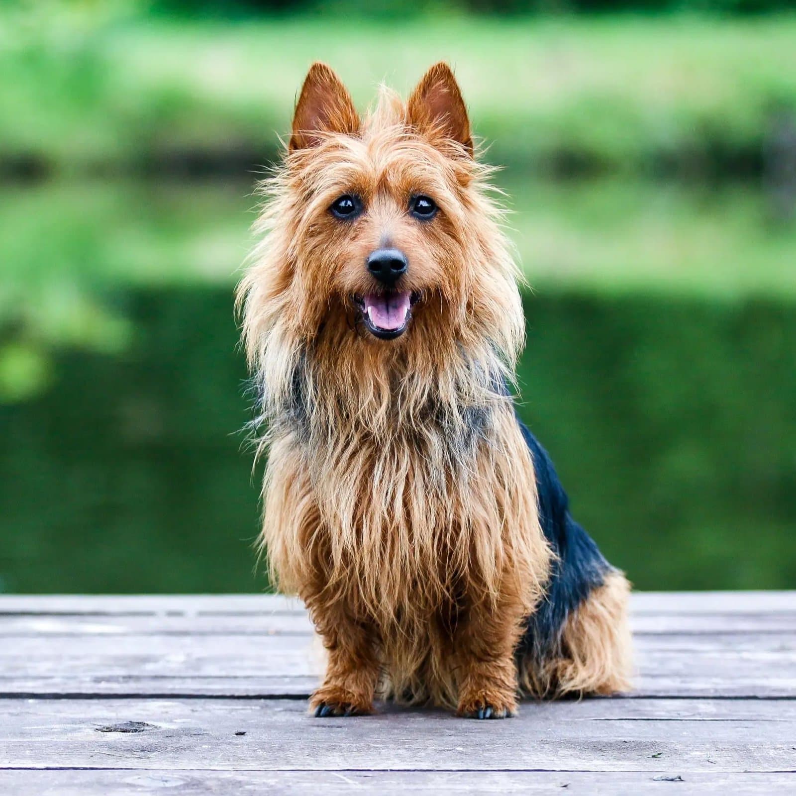 Silky Terrier