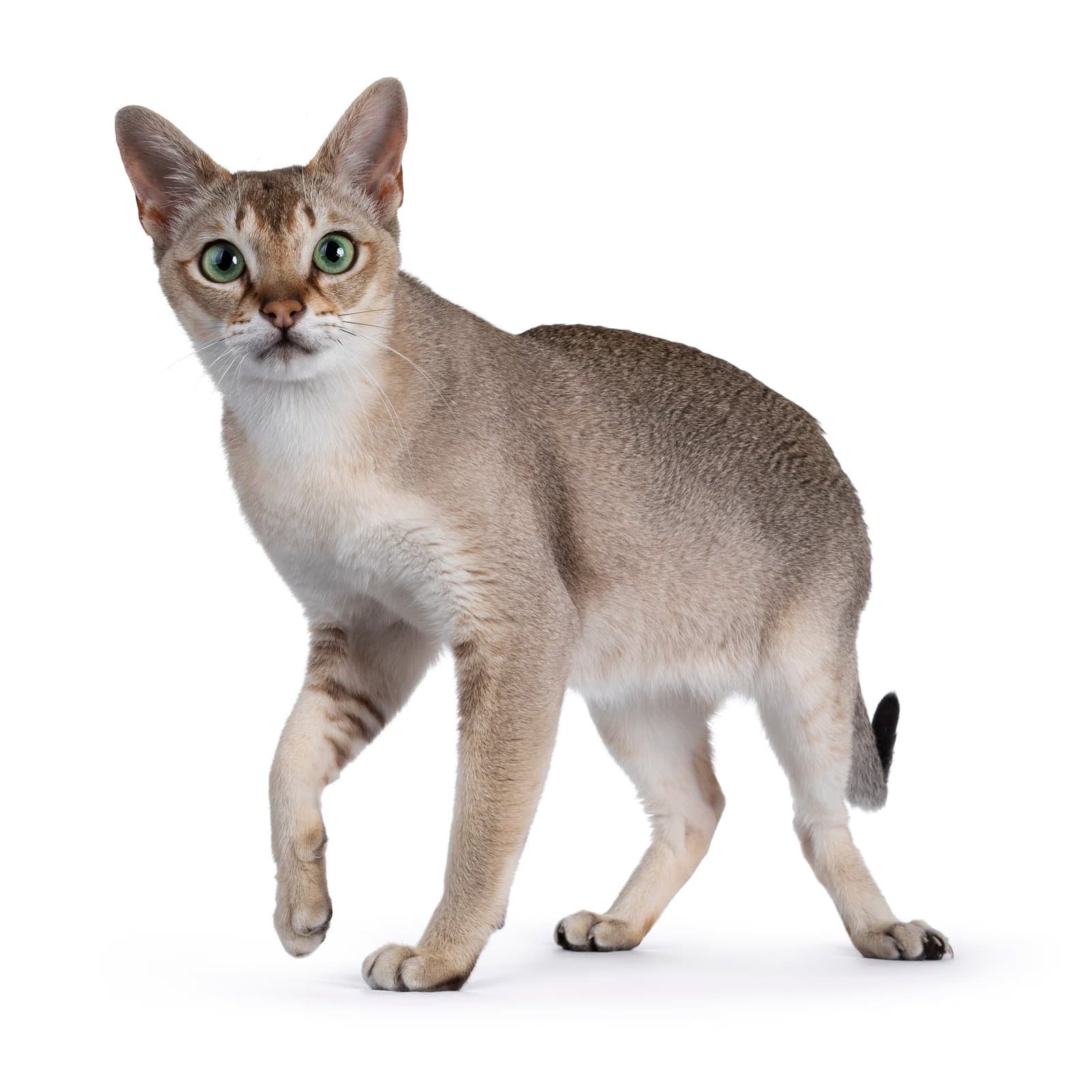 Singapura