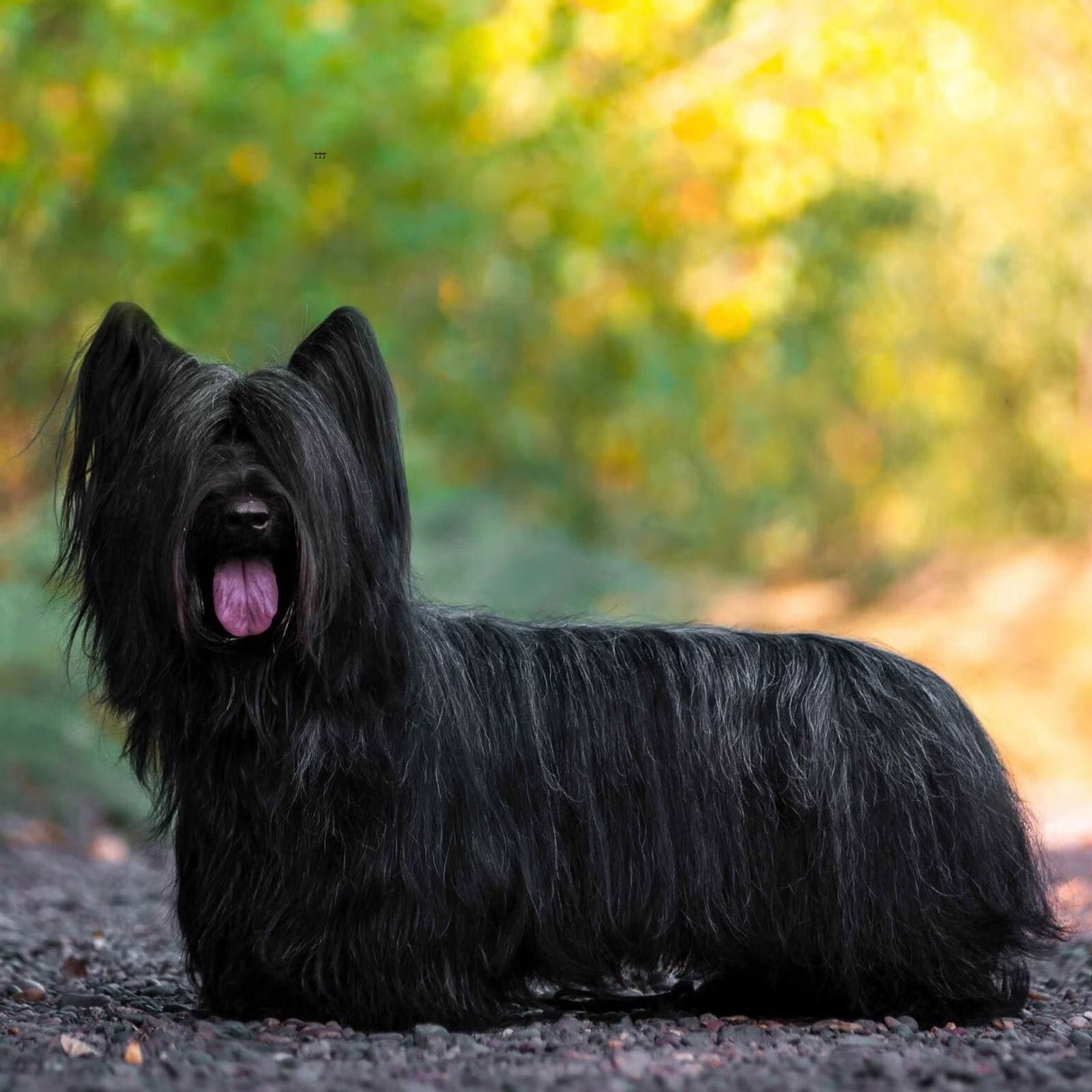 Skye Terrier