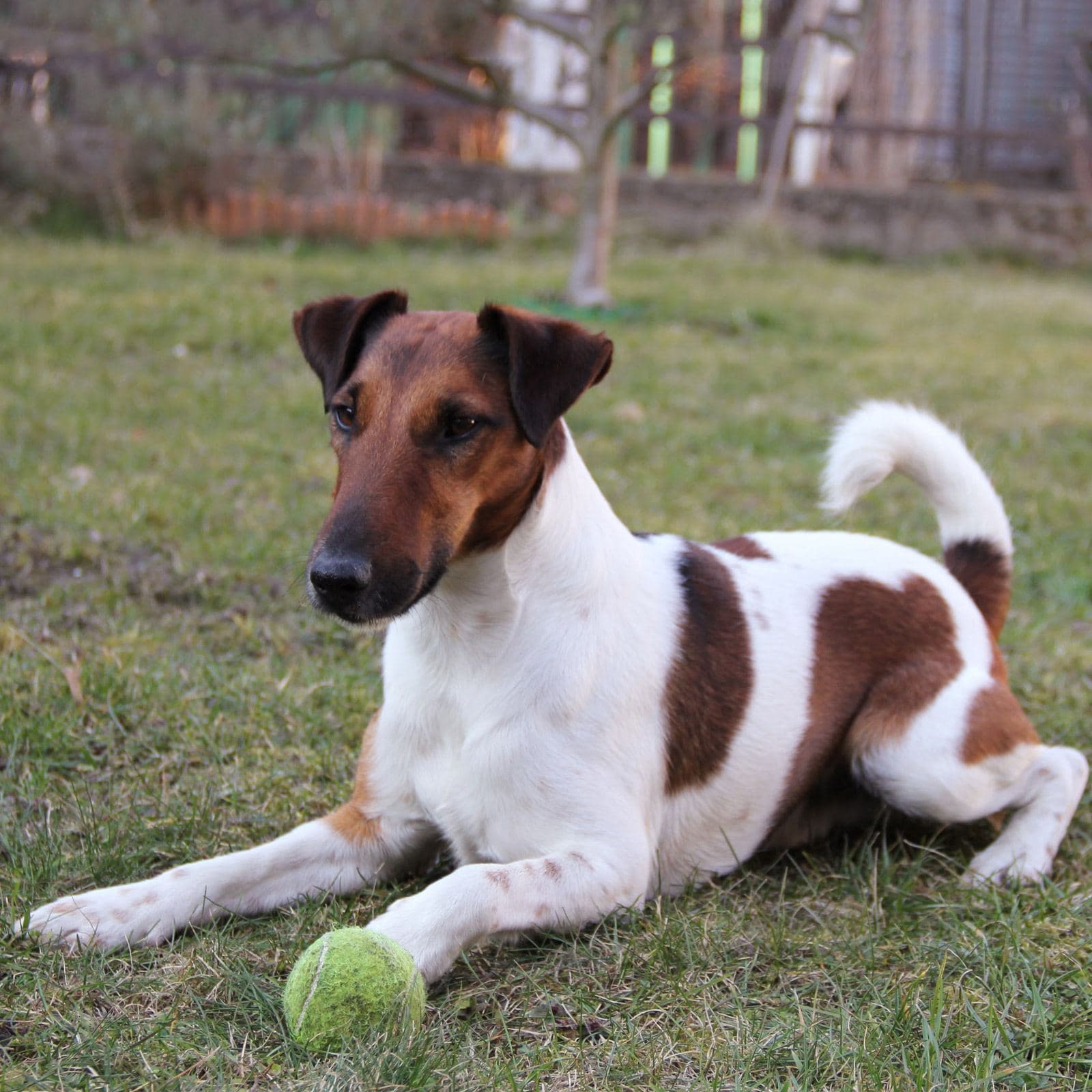 Smooth Fox Terrier
