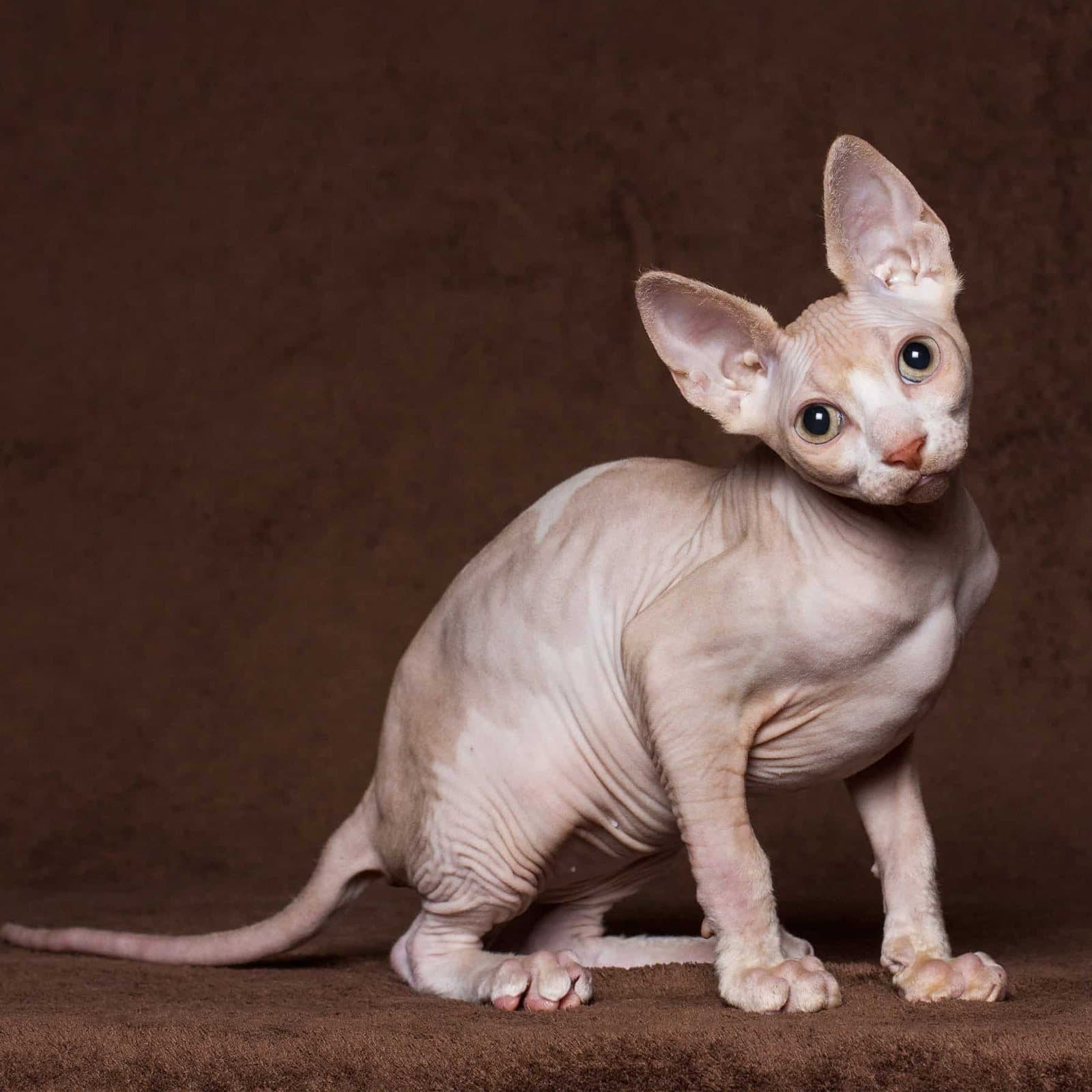 Sphynx