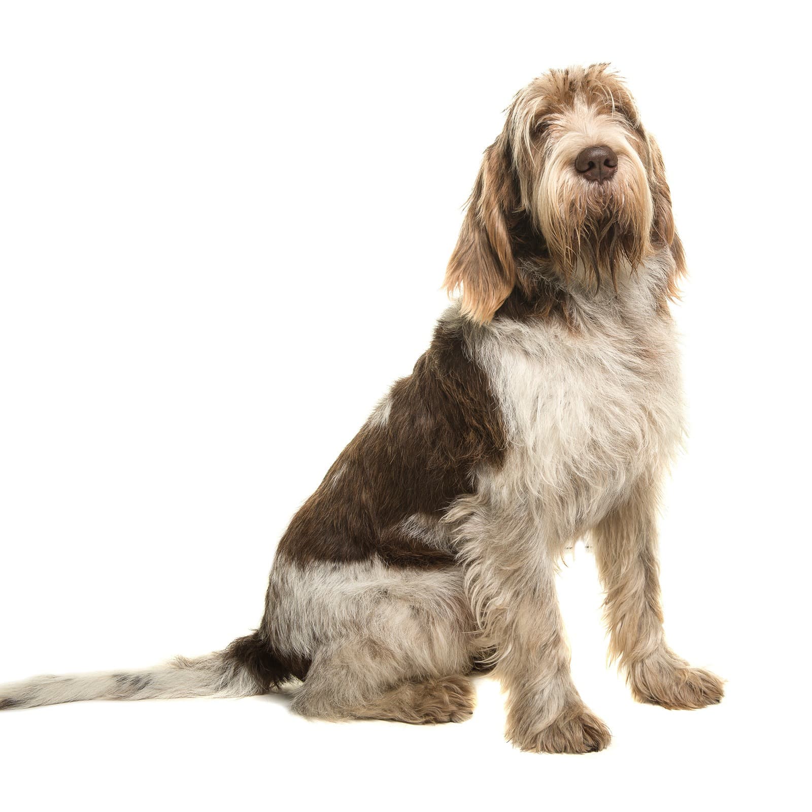 Spinone Italiano
