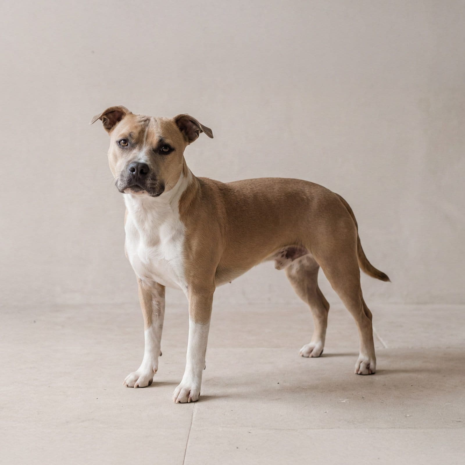 Staffordshire Bull Terrier