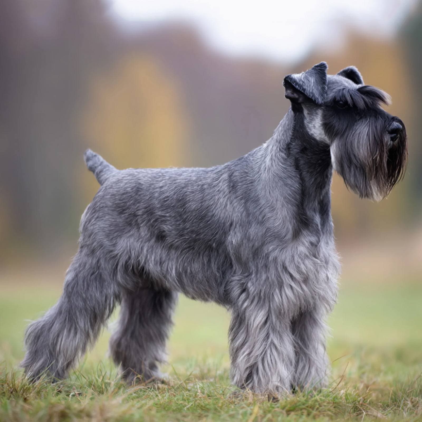 Standard Schnauzer
