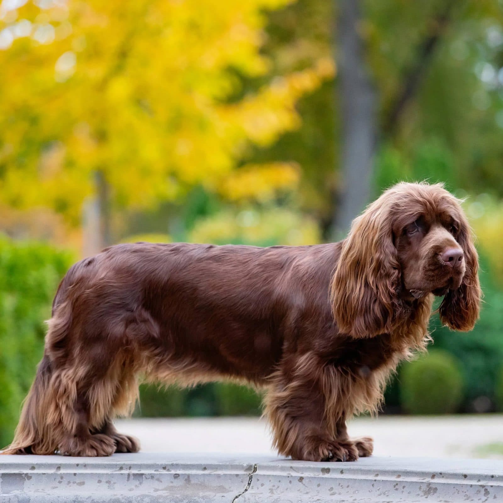 Sussex Spaniel