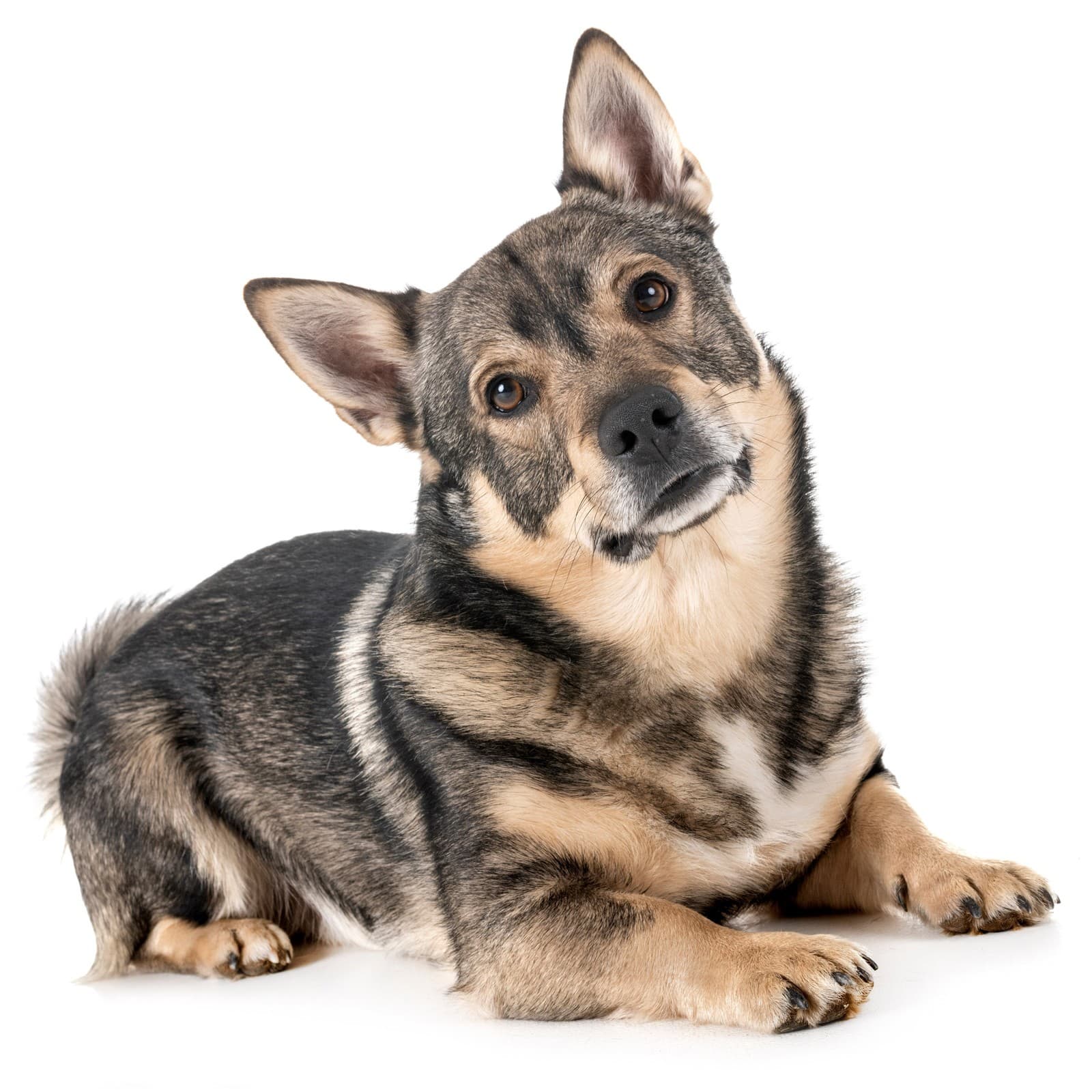 Swedish Vallhund
