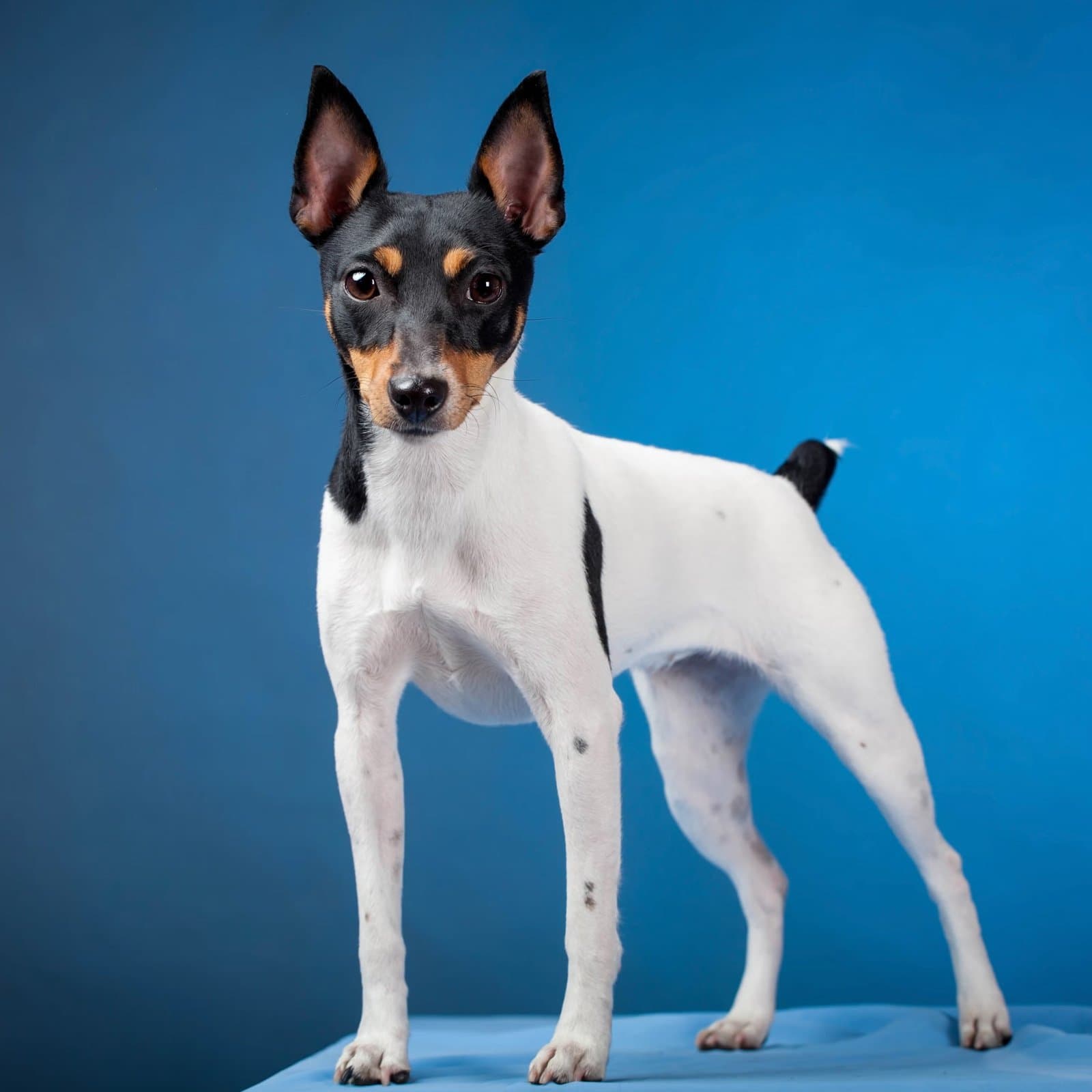 Toy Fox Terrier