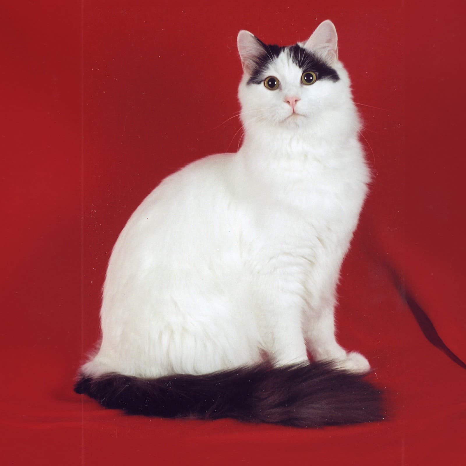 Turkish Van