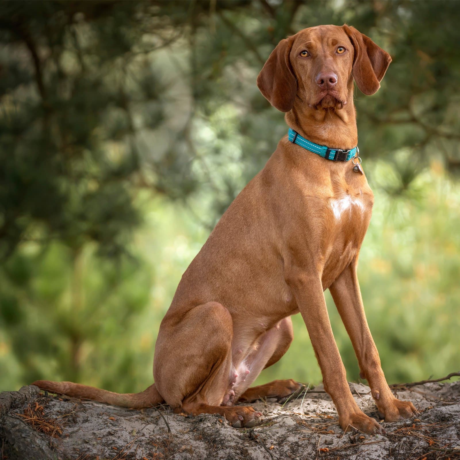 Vizsla