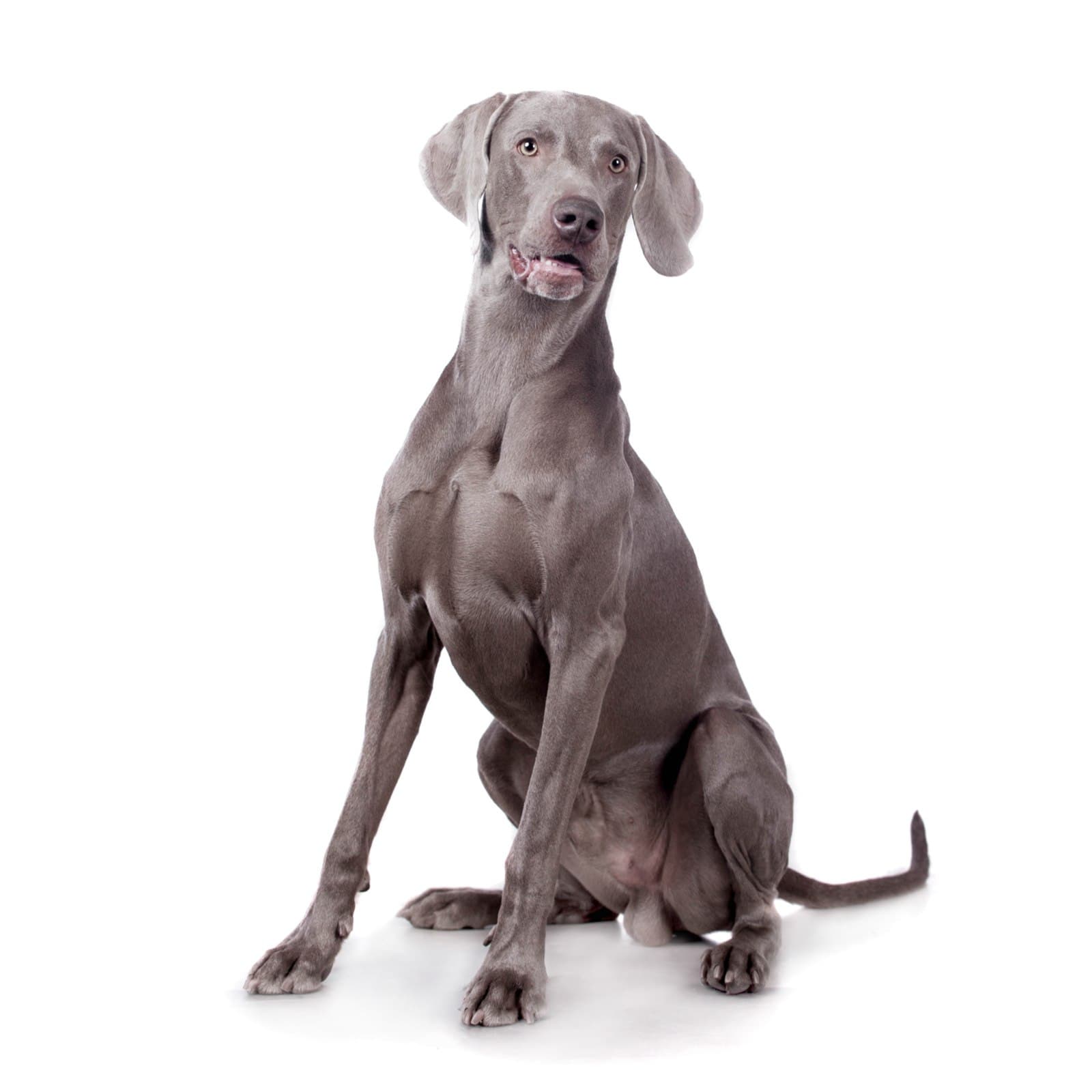 Weimaraner