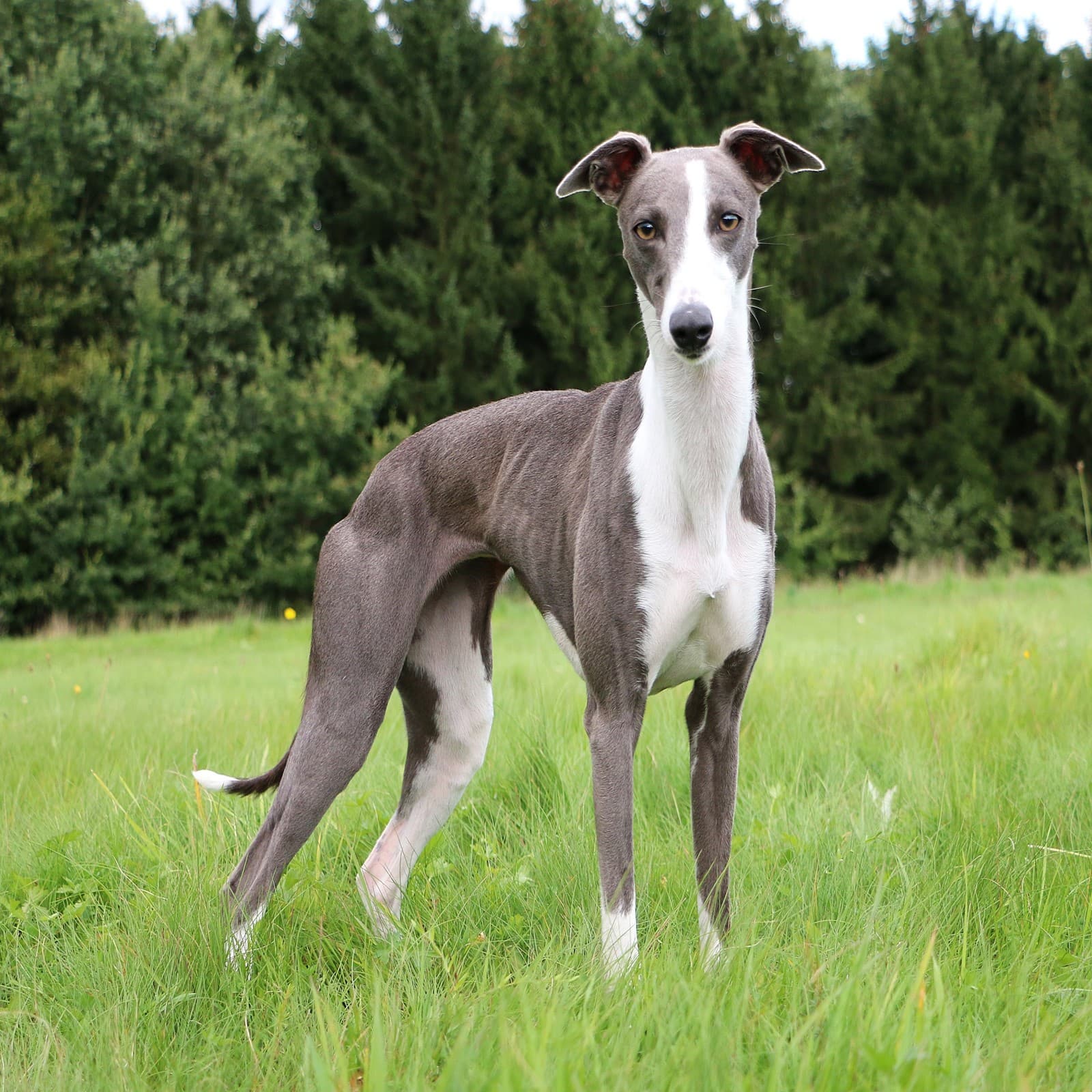 Whippet