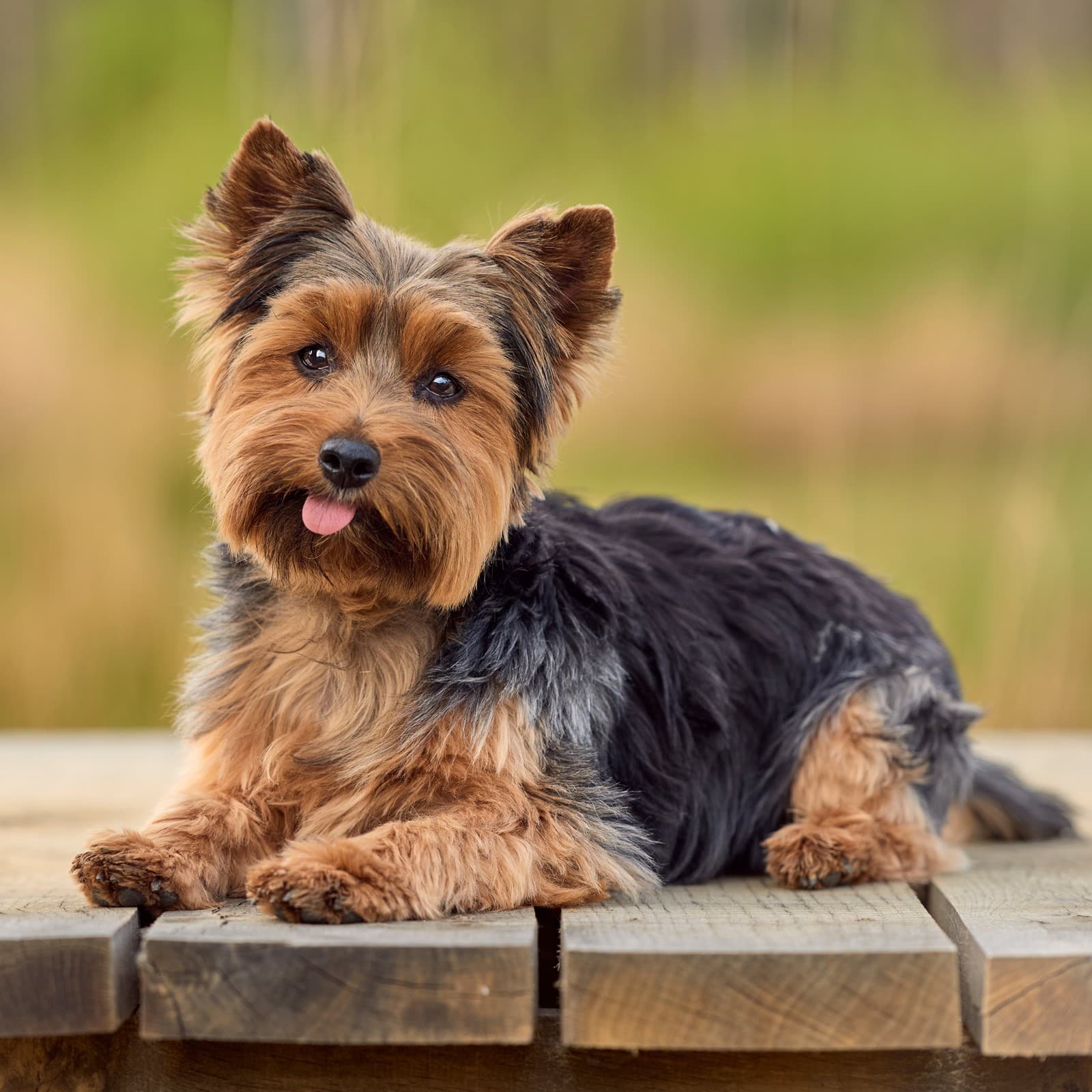 Yorkshire Terrier