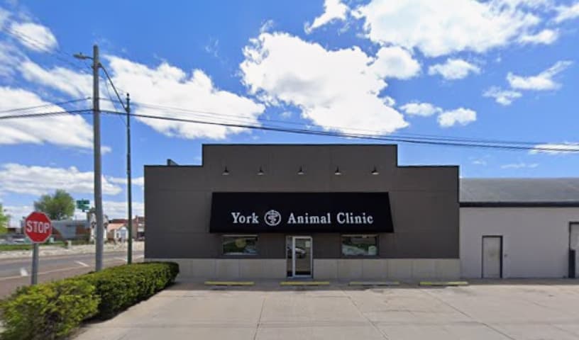 York Animal Clinic