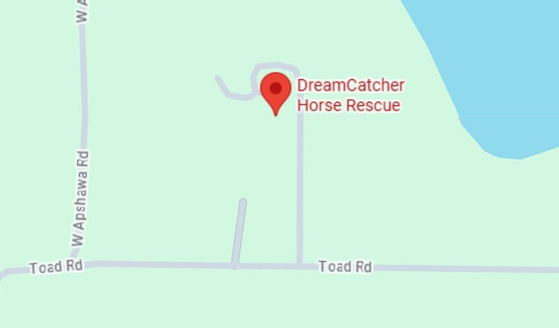 DreamCatcher Horse Rescue