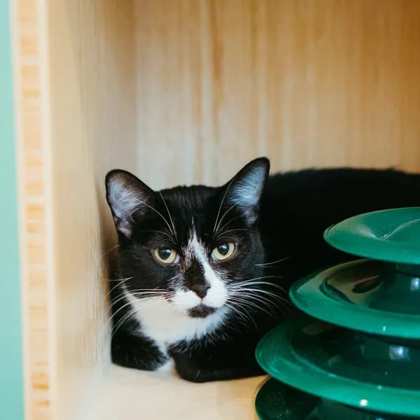 Percy - photo 1