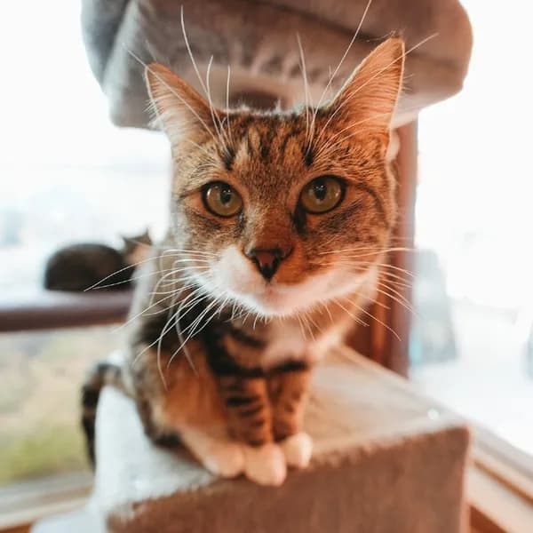 Momo - Domestic Shorthair