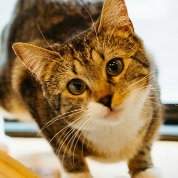 Momo - thumbnail 3