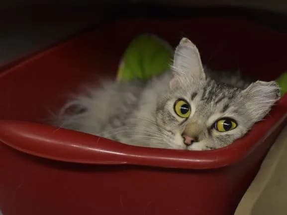 Puzzle - Domestic Mediumhair mix