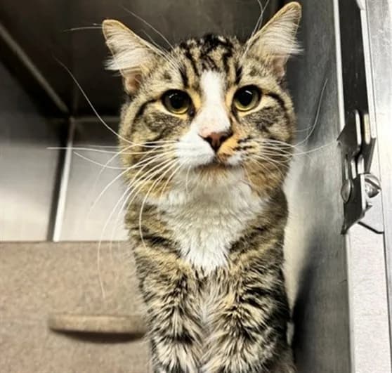 Michael - Domestic Longhair mix