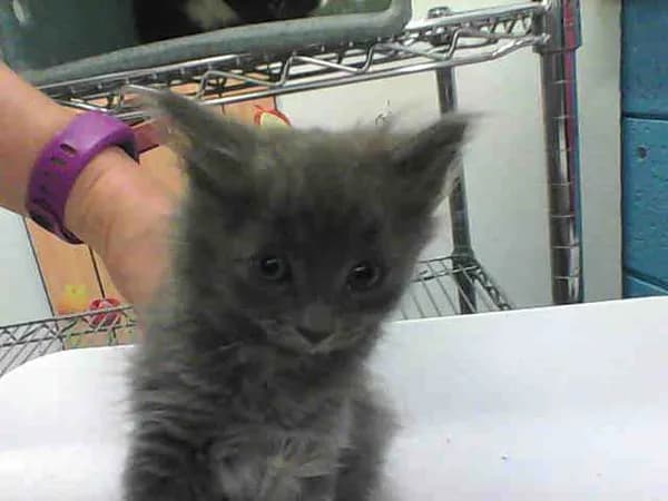 Mecca - Domestic Longhair mix