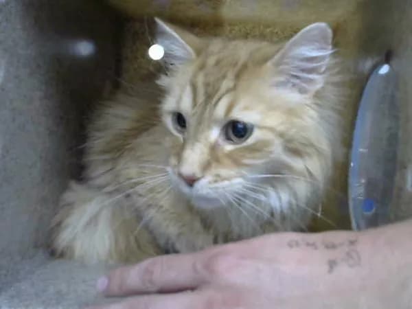 Edmund - Domestic Longhair