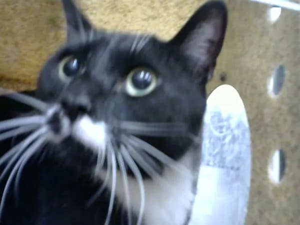 Clayton - Domestic Shorthair