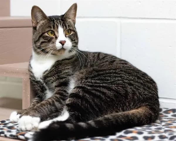 Venon - Domestic Shorthair