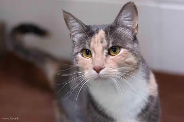 Riot - Domestic Shorthair
