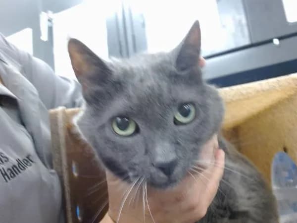 Smokey - Domestic Shorthair