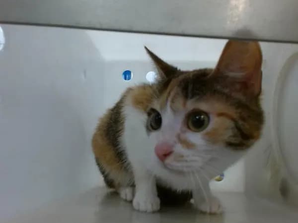 Gizmo - Domestic Shorthair