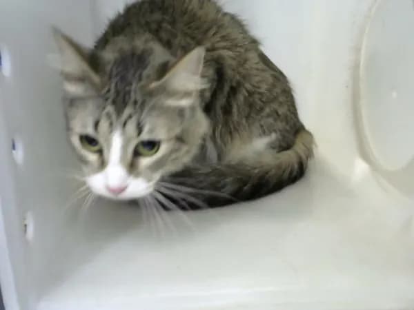 Bonnie - Domestic Shorthair