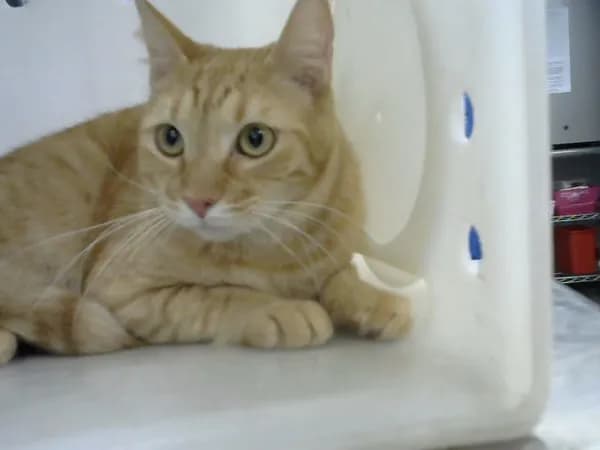 Marmalade - Domestic Shorthair
